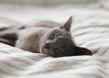 Sen: najważniejszy element regeneracji